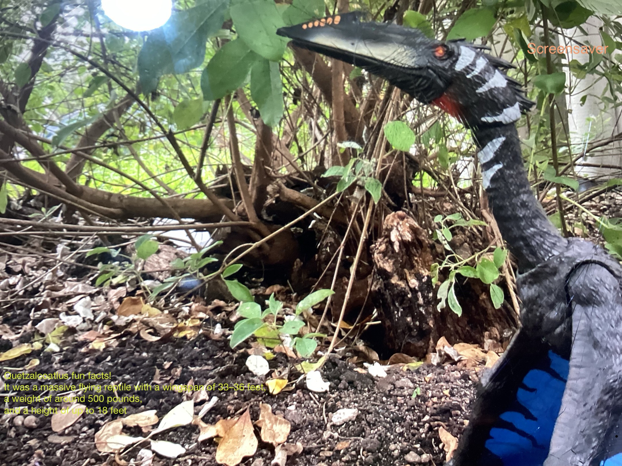 Quetzalcoatlus variant