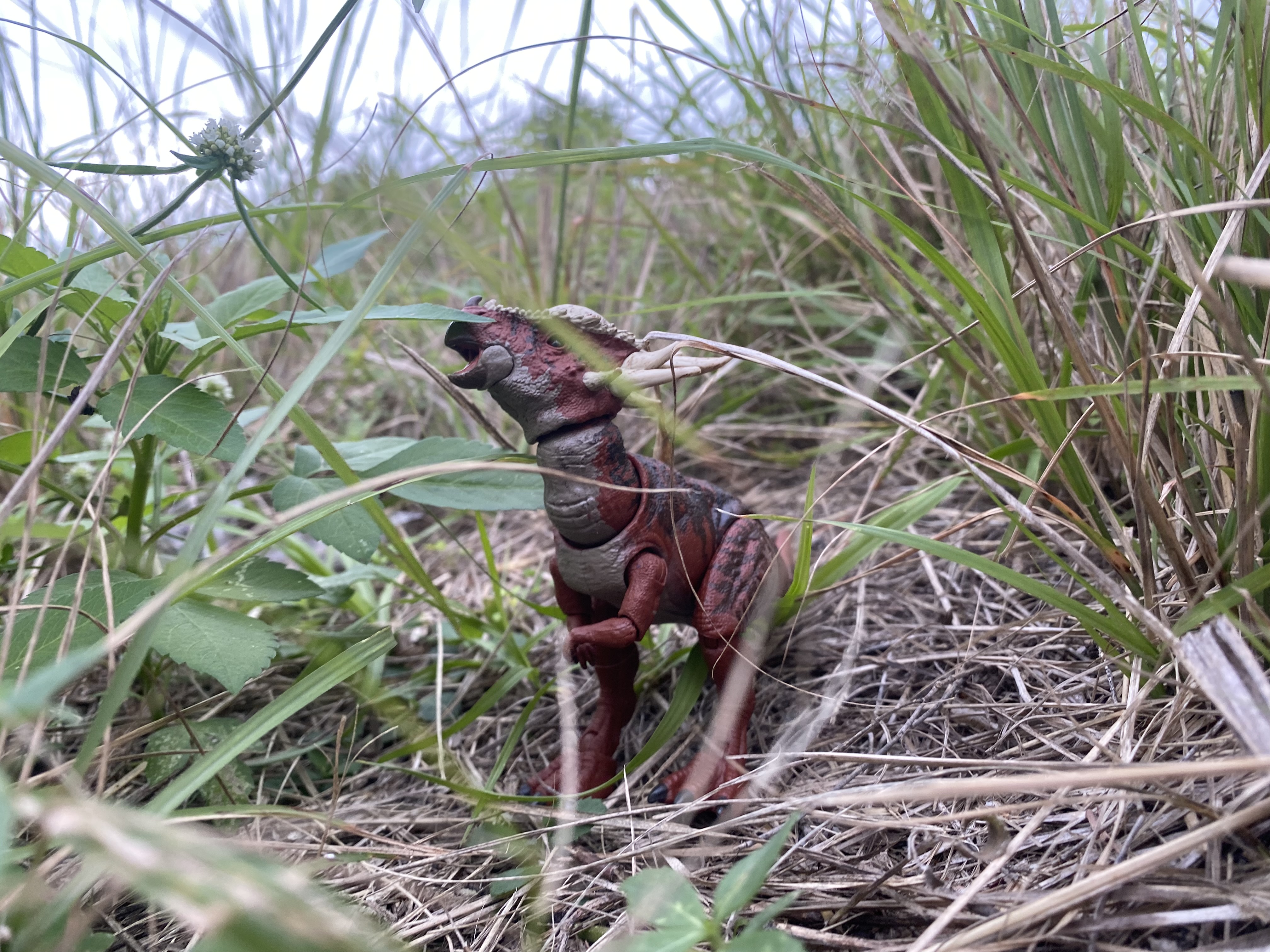 Stigymoloch figure
